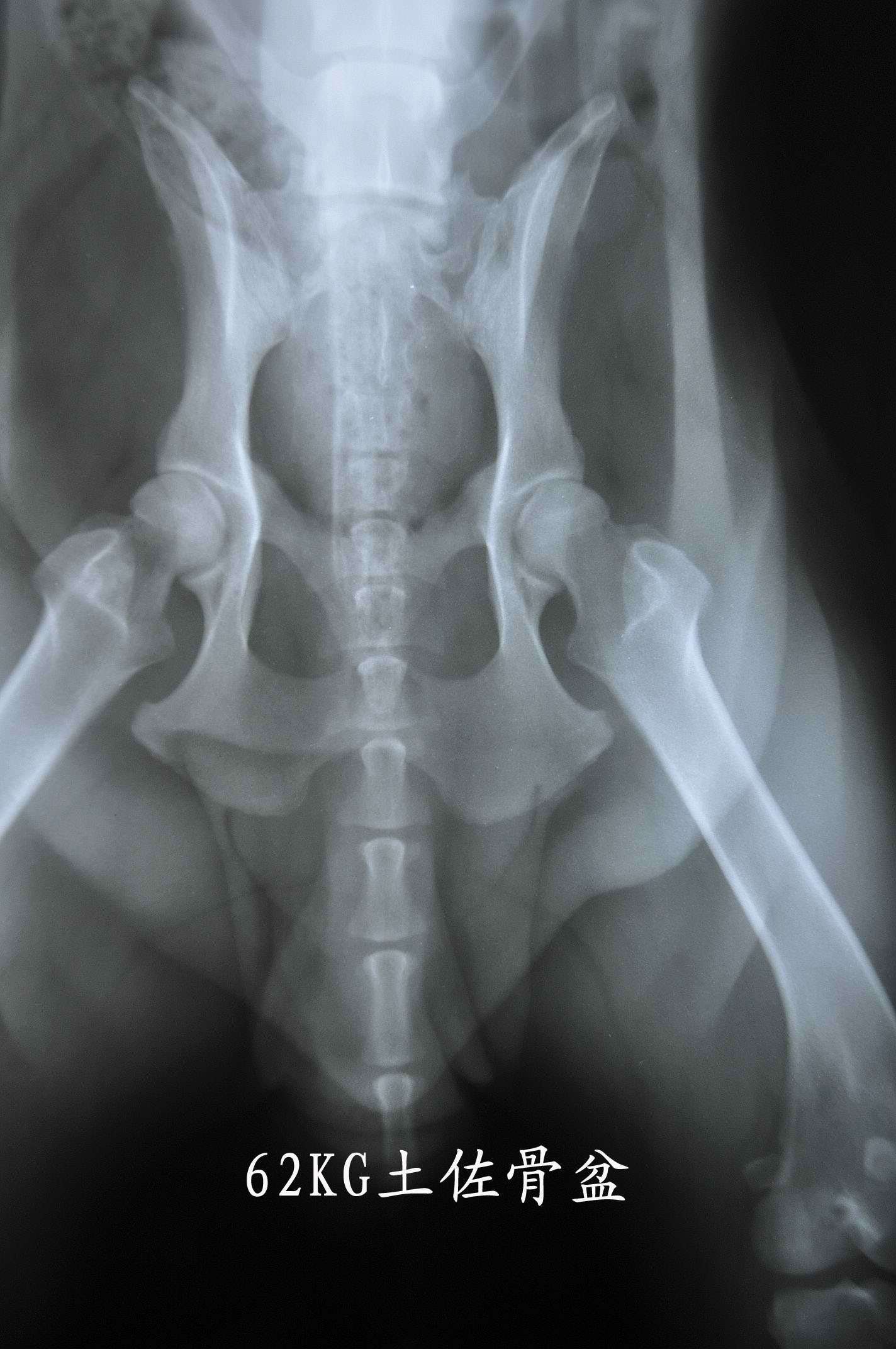 宠物X光机效果图