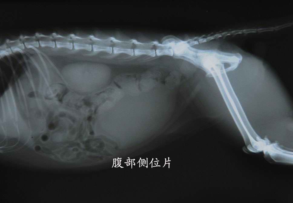 宠物X光机效果图2