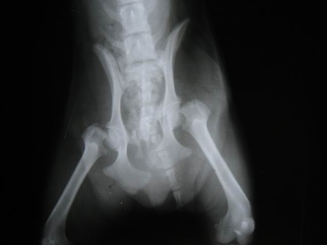 宠物X光机效果图3