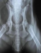 宠物X光机能检测什么