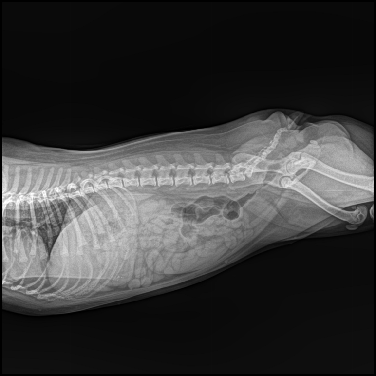 宠物拍片效果图